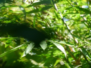 P1010797
